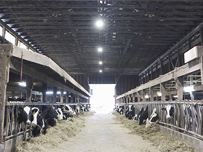 Milking parlor led lighting installation - Chilliwack